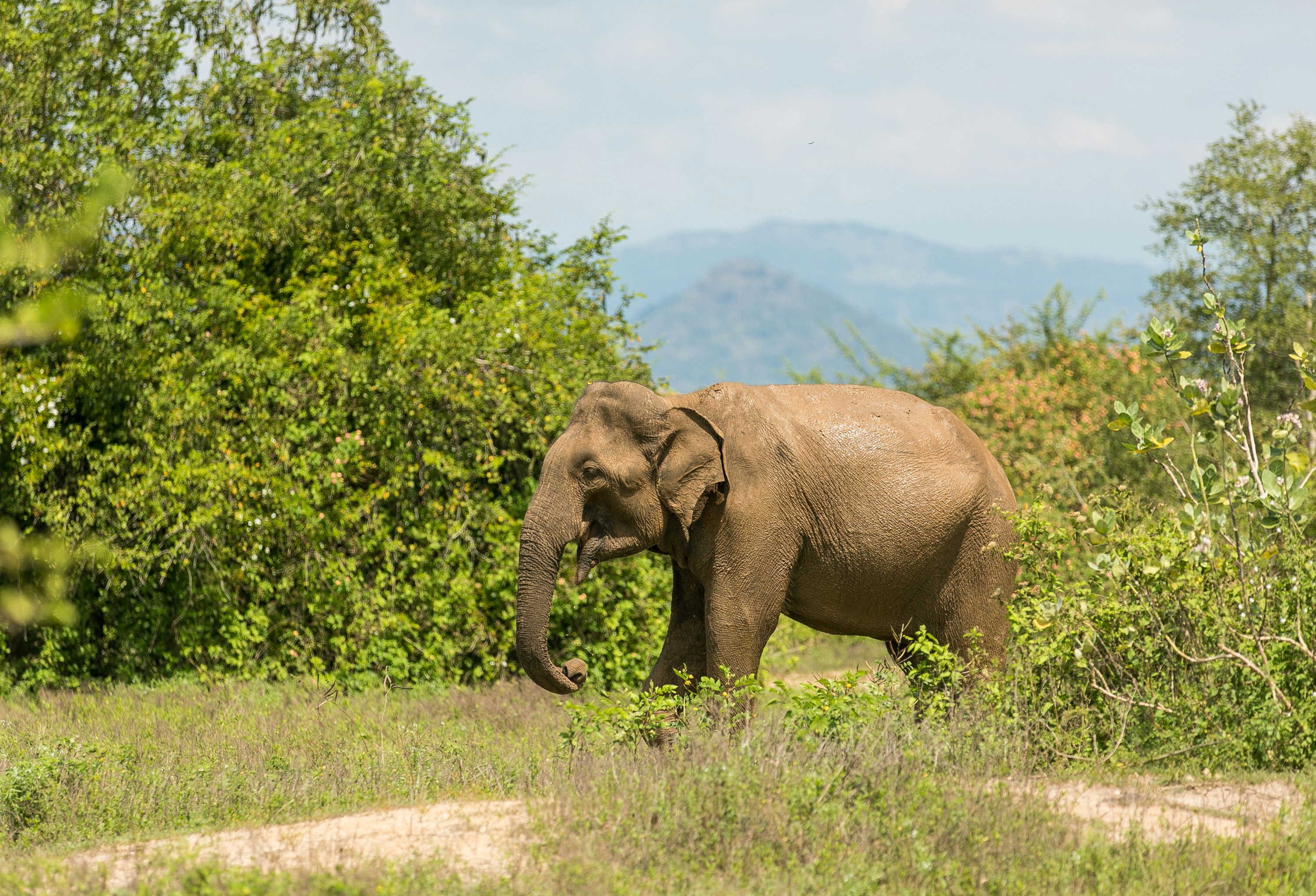 Udawalawa Day Tours