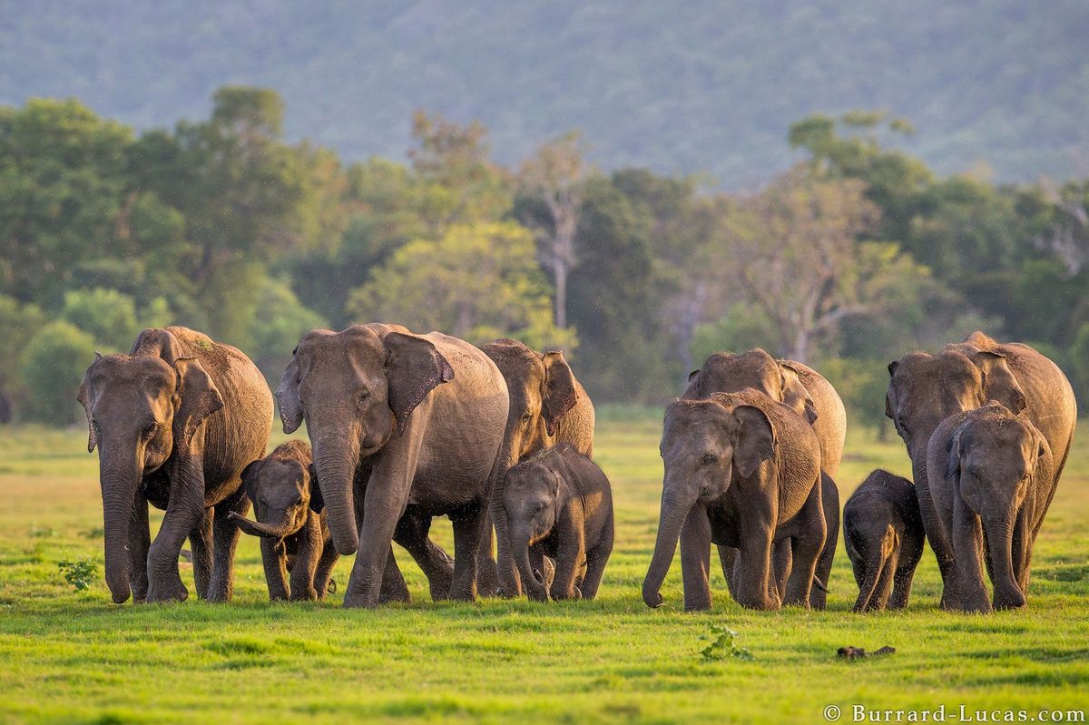 7-Day Classic Sri Lanka Highlights Tour
